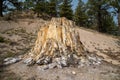 Big Stump, a petrified tree in Florissant Fossil Beds National Monument