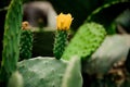 Big flowering cactus leaves on the blurred background Royalty Free Stock Photo