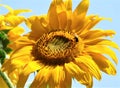 Big sunflower with bee background close details Royalty Free Stock Photo