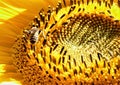 Big sunflower and the bee close details background Royalty Free Stock Photo