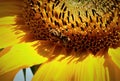 Big sunflower and the bee close details background Royalty Free Stock Photo