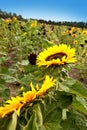 Big sunflower blooming in summer