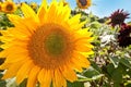 Big sunflower blooming in summer Royalty Free Stock Photo