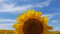 Big sunflower blossom with bright yellow petals on blue sky background. Single sunflower closeup. Royalty Free Stock Photo