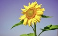 big sunflower close up. summer nature beauty. flower on blue sky background. beautiful yellow flower of sunflower. I Royalty Free Stock Photo