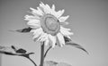 big sunflower close up. summer nature beauty. flower on blue sky background. beautiful yellow flower of sunflower. I Royalty Free Stock Photo