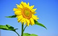 big sunflower close up. summer nature beauty. flower on blue sky background. beautiful yellow flower of sunflower. I Royalty Free Stock Photo