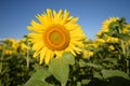 Big sunflower easily released in front of blue sky Royalty Free Stock Photo
