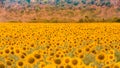 Big sunflower field blossom full bloom condition Royalty Free Stock Photo