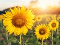 Big sunflower in the field and blue sky in sunrise Royalty Free Stock Photo