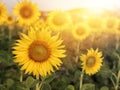 Big sunflower in the field and blue sky in sunrise Royalty Free Stock Photo