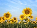 Big sunflower in the field and blue sky in sunrise Royalty Free Stock Photo