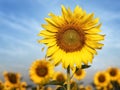 Big sunflower in the field and blue sky in sunrise Royalty Free Stock Photo