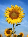 Big sunflower in the field and blue sky in sunrise Royalty Free Stock Photo