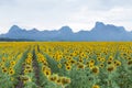 Big sunflower field full bloom condition Royalty Free Stock Photo