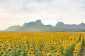 Big sunflower field skyline with mountain background Royalty Free Stock Photo