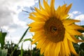 big sunflower flower on blue sky background with bee Royalty Free Stock Photo