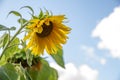 Big sunflower flower on blue sky background with bee Royalty Free Stock Photo