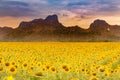 Big sunflower full bloom field with mountain Royalty Free Stock Photo