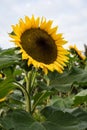 Big sunflower in garden dark sky evening