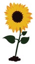 Big sunflower, illustration, vector Royalty Free Stock Photo