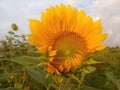 Big sunflower meadow plant grow in field background. Beautiful sunflower in bloom closeup. Tropical flower blossom on blue sky Royalty Free Stock Photo
