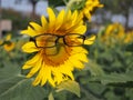 A sunflower with glasses in Nonthaburi Royalty Free Stock Photo