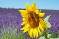 A big Sunflower with soft background of Lavender field Royalty Free Stock Photo