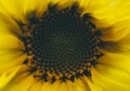 Sunflower In Garden