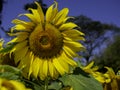 A big sunflowers in the field with colorful bright orange and yellow on the countryside. Royalty Free Stock Photo