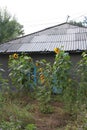 Big sunflowers flowers in the garden at home in summer Royalty Free Stock Photo