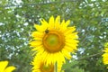 Big Sunflowers with insects