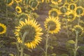 Sunflowers in a large crop field in southern Spain