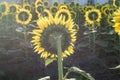 Sunflowers in a large crop field in southern Spain