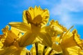 Big Sunny Yellow Daffodils Pointed to the Sky Like Trumpets Royalty Free Stock Photo