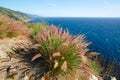 Big Sur, California. Scenic overview of Pacific ocean, rocky cliffs, and native plants Royalty Free Stock Photo