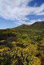 big sur flower