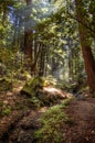 Big Sur Ventana Wilderness Royalty Free Stock Photo