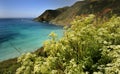 Big Sur and Wildflowers on Stunning California Coast