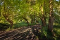 Big swamp cypress tree in the Maltakva park, Poti, Georgia Royalty Free Stock Photo