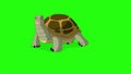 Big swamp turtle buries itself in the sand chroma key