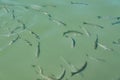 Big swarm of fish Garra Rufa in river