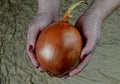 Big sweet onion in woman`s hands, fabric background Royalty Free Stock Photo