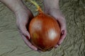 Big sweet onion in woman`s hands, fabric background Royalty Free Stock Photo