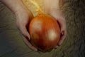 Big sweet onion in woman`s hands, fabric background Royalty Free Stock Photo