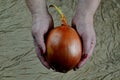 Big sweet onion in woman`s hands, fabric background Royalty Free Stock Photo