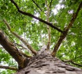 Big sycamore tree Royalty Free Stock Photo