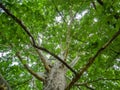 Big sycamore tree - shot from the trunk Royalty Free Stock Photo