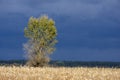 Big sycamore under dramatic autumn sky