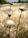 Big Sylibum thorny flowers